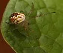 Mangora fascialata