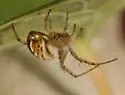 Mangora fascialata - photo 2