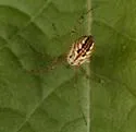 Mangora fascialata - photo 3