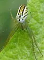 Lined Orbweaver