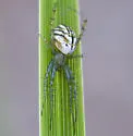 Lined Orbweaver - photo 2