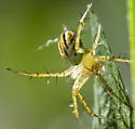 Lined Orbweaver - photo 3