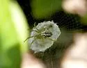Lined Orbweaver - photo 4