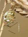 Lined Orbweaver - photo 5