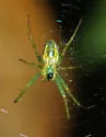 Mangora maculata