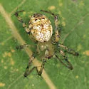 Mangora maculata - photo 2