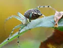 Mangora maculata - photo 3