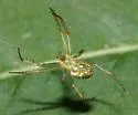 Mangora maculata - photo 4