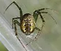 Mangora maculata - photo 5
