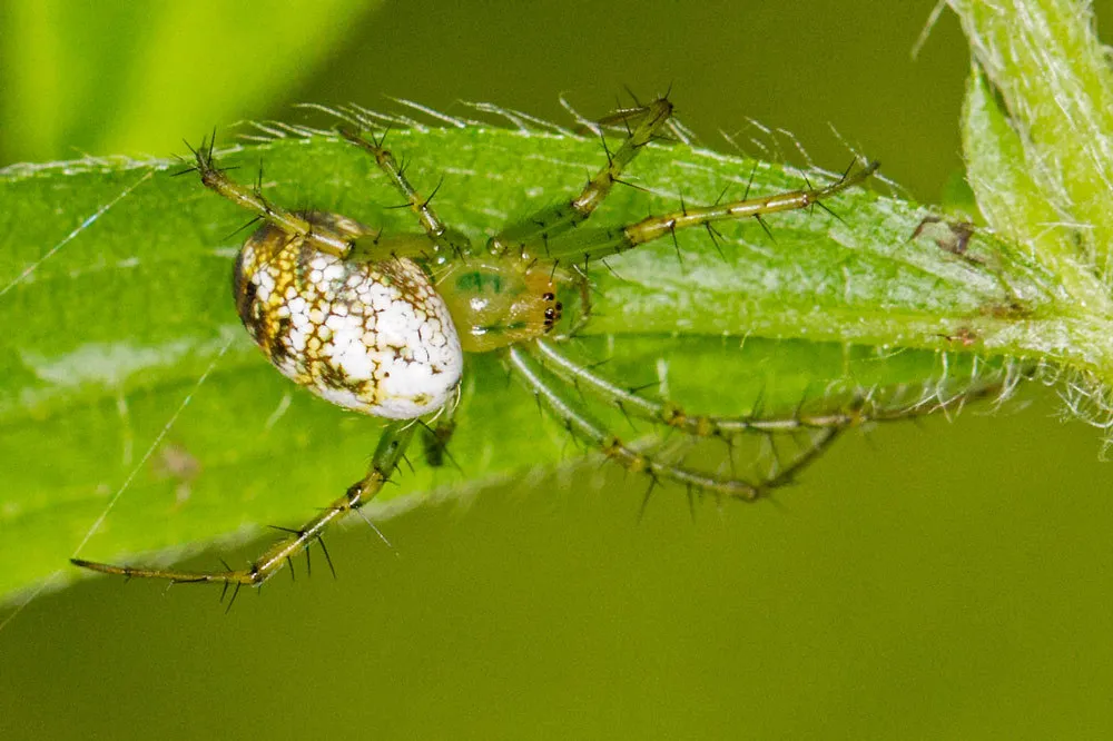 Mangora spiculata - photo 2