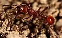 Manica hunteri - Manica hunteri