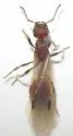 Manica hunteri - photo 3