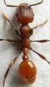 Manica invidia