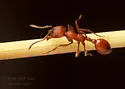 Manica invidia - photo 2