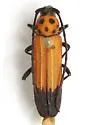 Mannophorus forreri - Mannophorus forreri