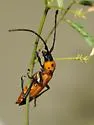 Mannophorus forreri - photo 2