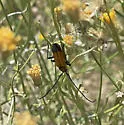 Mannophorus forreri - photo 4