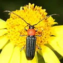 Mannophorus laetus