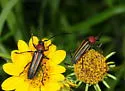 Mannophorus laetus - photo 2