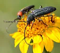 Mannophorus laetus - photo 3