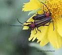 Mannophorus laetus - photo 4