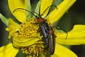 Mannophorus laetus - photo 5
