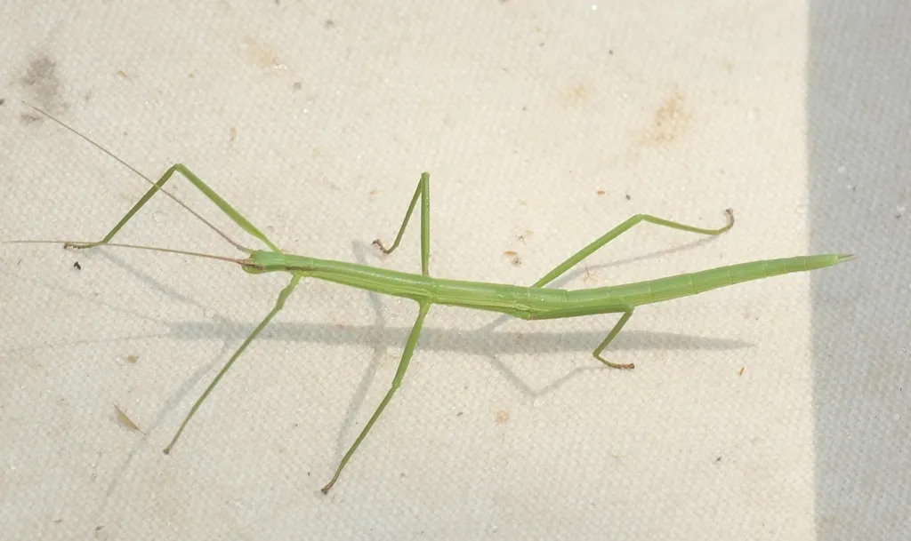Blatchley Walkingstick