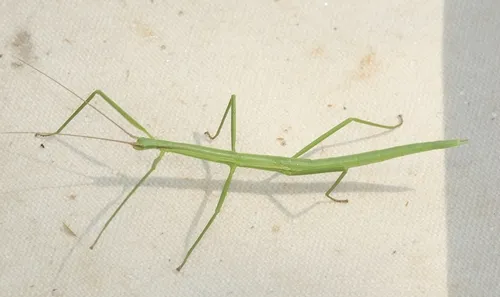 Blatchley Walkingstick - photo 2