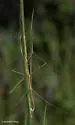 Short-Rumped Walkingstick - photo 2