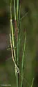 Short-Rumped Walkingstick - photo 3