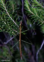 Short-Rumped Walkingstick - photo 4