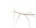 Short-Rumped Walkingstick - photo 5