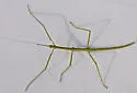 Slender-bodied Walkingstick