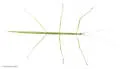 Slender-bodied Walkingstick - photo 2