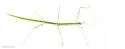 Slender-bodied Walkingstick - photo 3