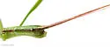 Slender-bodied Walkingstick - photo 4