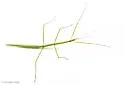Slender-bodied Walkingstick - photo 5