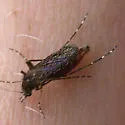 Mansonia dyari - photo 3