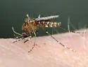 Mansonia dyari - photo 4