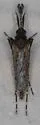 Mansonia titillans - photo 4
