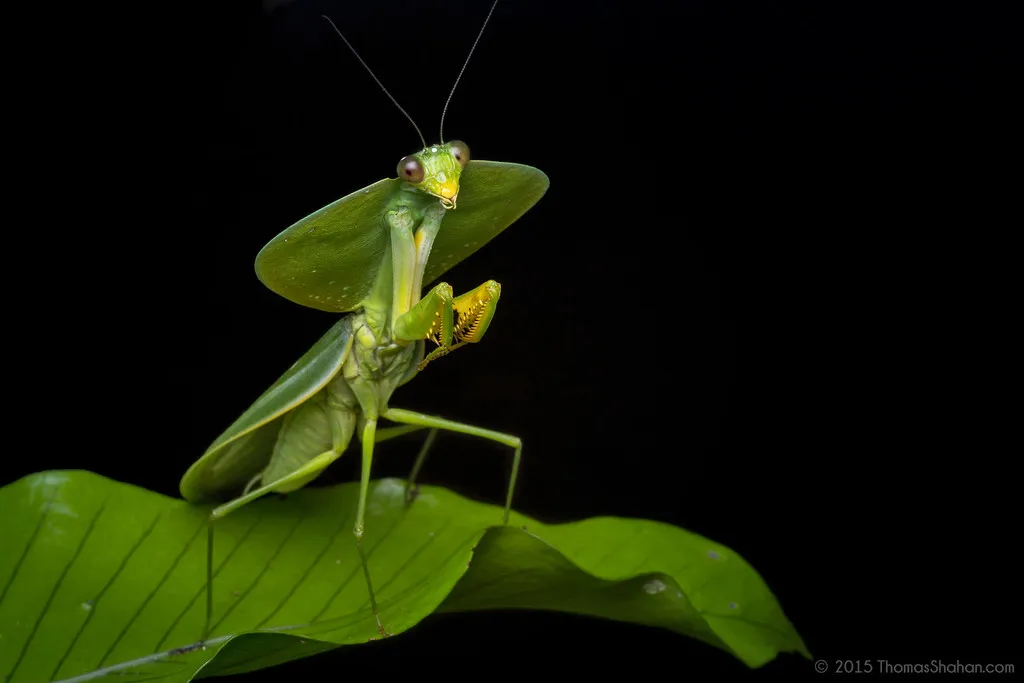 Mantids - photo 3