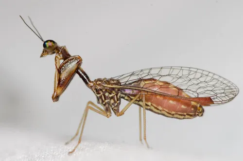 Mantid Lacewings - photo 2