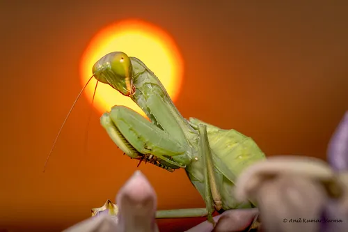 Mantids - photo 2