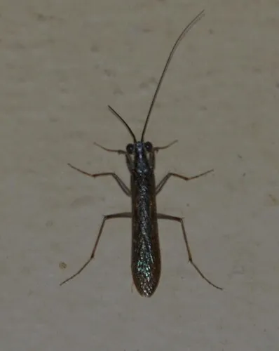 Mantoida beieri