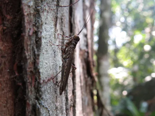 Mantoida brunneriana