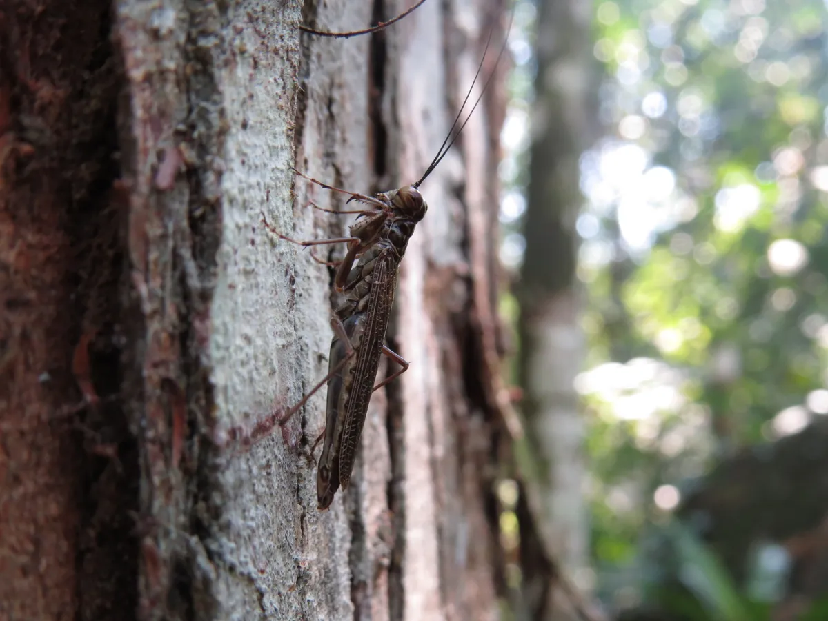 Mantoida brunneriana - photo 3
