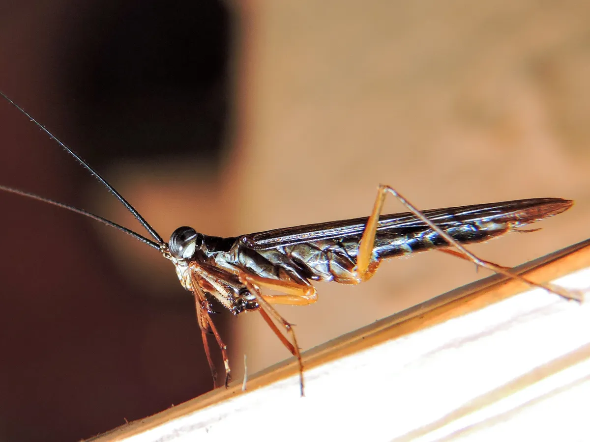 Little Yucatan Mantid