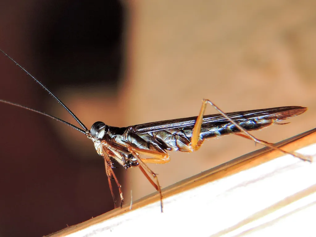 Little Yucatan Mantid - photo 3