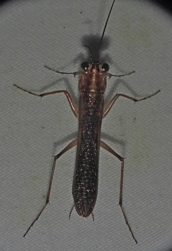 Mantoida nitida