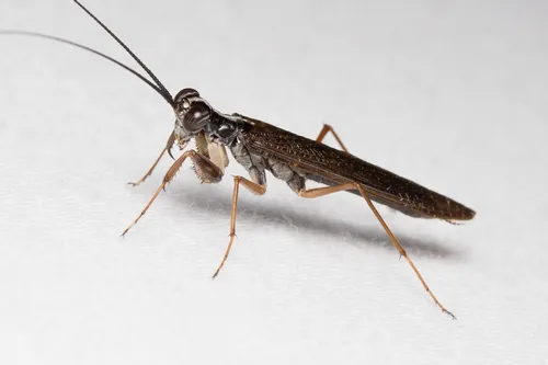Mantoididae - photo 2